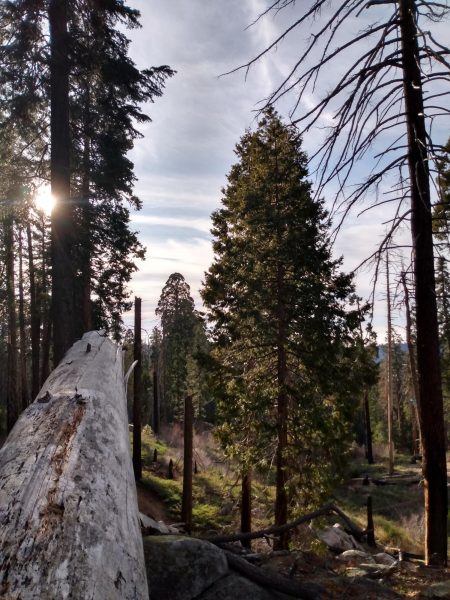 Discover the Timeless Majesty of Sequoia National Parks Towering Giants and Breathtaking Landscapes