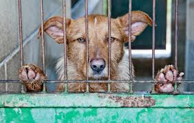 You Help the Kill, When Buying From Puppy Mills