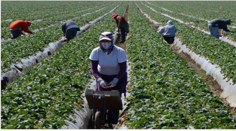 Essential Work: Field Worker 